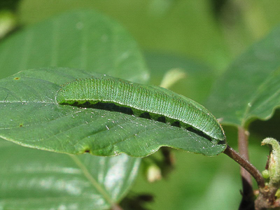 Brimstone larva (4th instar) - Crawley, Sussex 10-June-2017