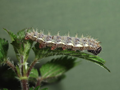 Red Admiral 5th instar larva, Caterham, Surrey 23-June-2011 (L20)