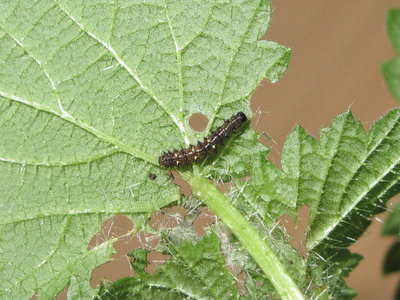 Red Admiral 2nd instar larva - Crawley, Sussex 3-Dec-2015