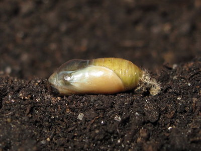 Common Blue pupa (2 days before emergence) 12-June-2012