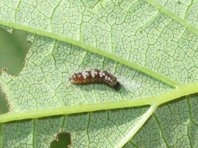 Comma larva 1st instar (pre-moult) - Nr. Amberley, Sussex 19-July-2017