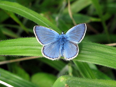 Common Blue male (upon release)