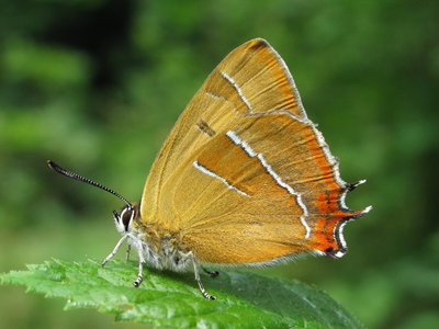 Brown Hairstreak Male (L2) freshly hatched 5-July-11