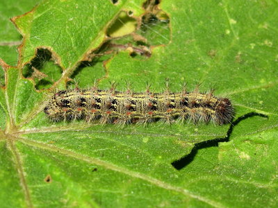 Painted Lady larva 5th instar (coloured form) - Lancing, Sussex 7-Aug-2019