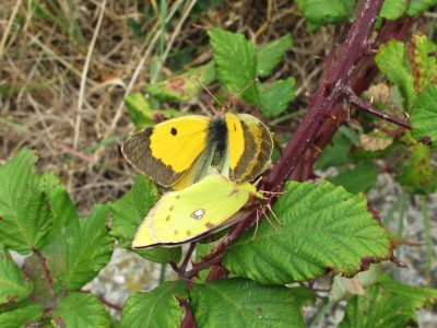 Clouded Yellow male (upperside)- Birling Gap, Sussex 28-Sept-2009
