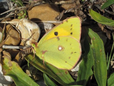 Clouded Yellow female - Lancing, Sussex 7-Oct-2018