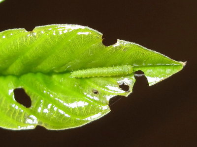 Brimstone larva (2nd instar) - Crawley, Sussex 6-June-2017