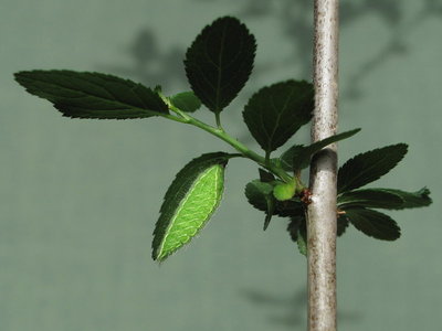 Brown Hairstreak Larva (L2) in full sunlight from below leaf