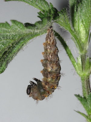 Red Admiral larva (commencing pupation) - Crawley, Sussex 14-Apr-2017