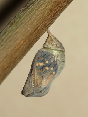 Speckled wood pupa (30 minutes before emergence) - Crawley, Sussex 29-July-2014