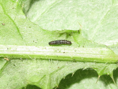 Painted Lady larva 1st instar (pre-moult) - Lancing, Sussex 20-July-2019