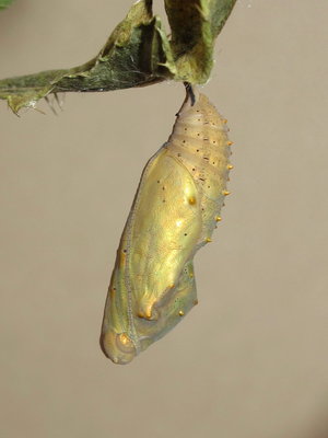 Painted Lady pupa (gold form) - Gatwick, Sussex 9-Aug-2019