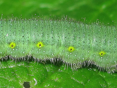 Green-veined White larval segments (flank)