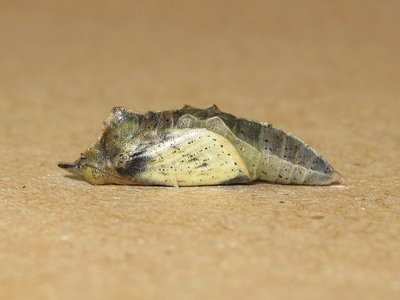 Small White pupa (4 hours before emergence) - Caterham, Surrey 3-May-2014