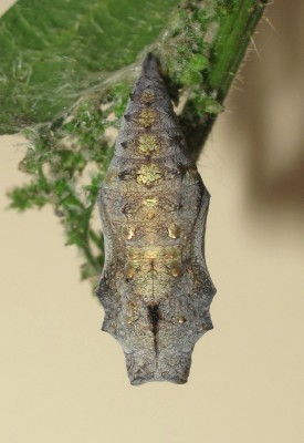 Red Admiral pupa (typical dorsal view) - Crawley, Sussex 30-July-2023