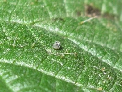 Red Admiral egg (un-opened) - Crawley, Sussex 5-Jan-2024
