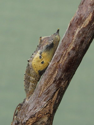 Small White pupa (8 hours before emergence) 6-May-2011