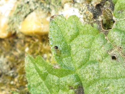 Red Admiral larva emerging - Crawley, Sussex 7-Jan-2018