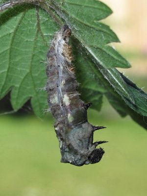 Red Admiral larva commencing pupation, Caterham, Surrey 29-June-2011