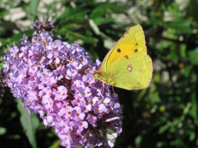 Clouded Yellow - Lancing, Sussex 6-Oct-2021