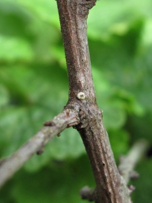 Brown Hairstreak egg (hatched in April 2019) - Crawley, Sussex 11-March-2020