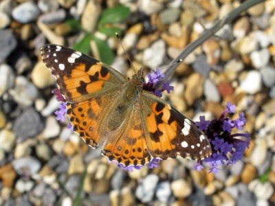 Painted Lady - Lancing, Sussex 30-Sept-2023