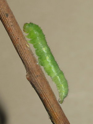 GVW larva commencing pupation 30-May-2015