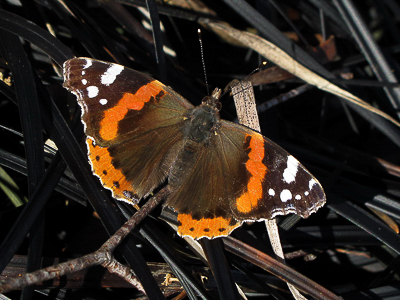Red Admiral - Crawley, Sussex 17-Feb-2018