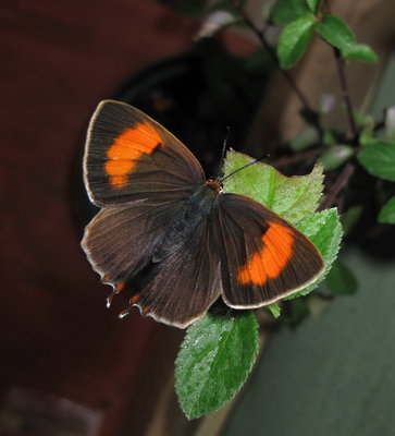 Brown Hairstreak Female (L1) 13-July-11