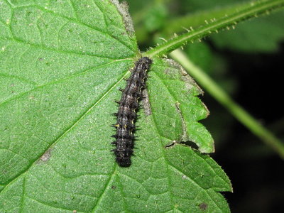 Red Admiral larva (4th instar) - Crawley, Sussex 21-Dec-2017