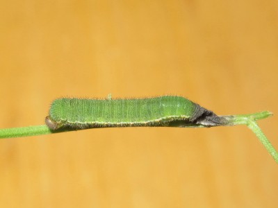Clouded Yellow larva 5th instar (emerging from moult) - Crawley, Sussex 2-Oct-2020
