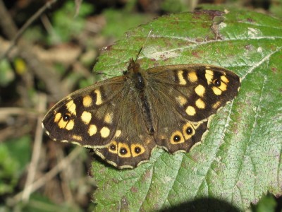 Speckled Wood - Crawley, Sussex 24-March-2020