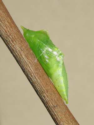 GVW pupa (1 hour old) 30-May-2015