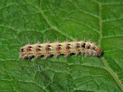 Painted Lady larva 5th instar (pale form) - Lancing, Sussex 31-Aug-2019