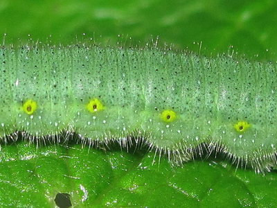 Green-veined White larval segments (flank)