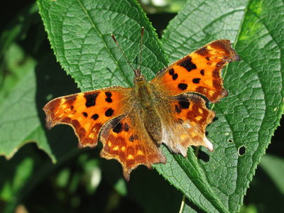 Comma (with wing defect) - Caterham, Surrey 4-Oct-2012