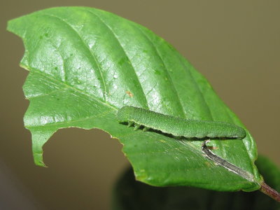Brimstone larva 6-June-2015