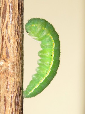 Clouded Yellow larva 5th instar (pre-pupation) - Crawley, Sussex 14-Oct-2020
