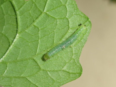 GVW third instar larva (moulting) - Crawley, Sussex 20-May-2015