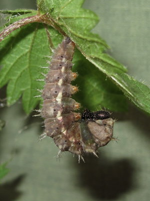 Red Admiral larva preparing for pupation, Caterham, Surrey 29-June-2011