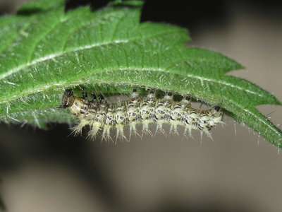 Comma larva (4th instar) pale form - Caterham, Surrey 19-July-2013