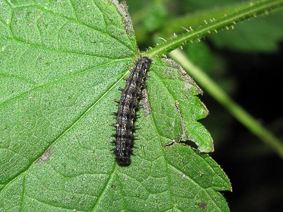 Red Admiral larva (4th instar) - Crawley, Sussex 21-Dec-2017