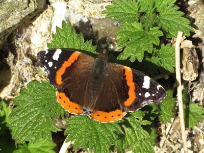 Female Red Admiral - Crawley, Sussex 26-Nov-2017