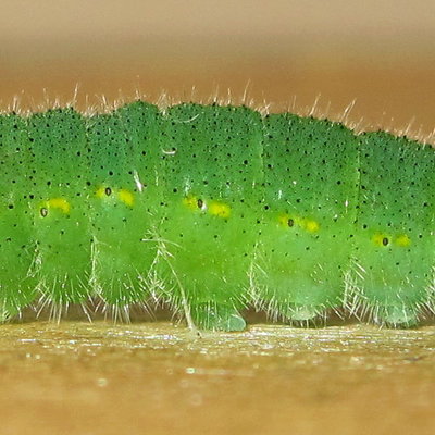 Small White larval segments (flank)