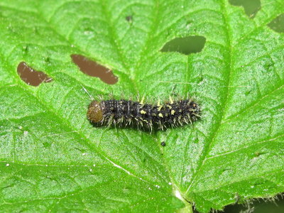 Painted Lady larva 4th instar (freshly emerged) - Crawley, Sussex 15-April-2018