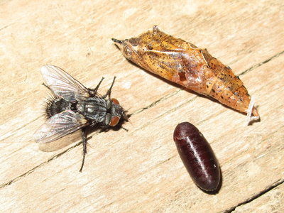 Parasitic Tachinid fly Phryxe vulgaris - Crawley, Sussex 11-May-2019