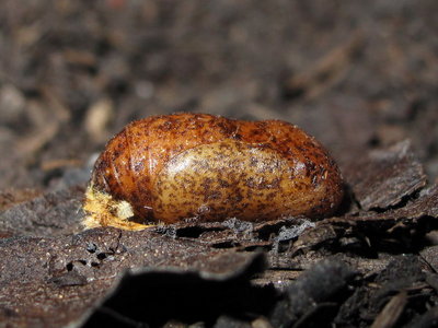 Brown Hairstreak pupa (L1) 2-July-11 (side view)