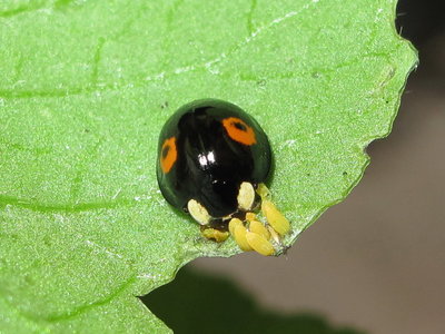 Large White eggs and Harlequin ladybird - Crawley, Sussex 14-Aug-2018