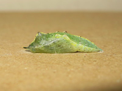 Small White pupa (15 hours old) - Caterham, Surrey 3-Nov-2013
