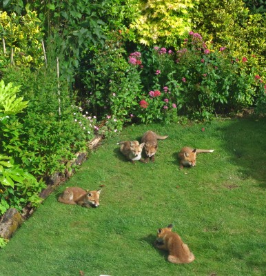 Five fox cubs - Crawley, Sussex 16-June-2024